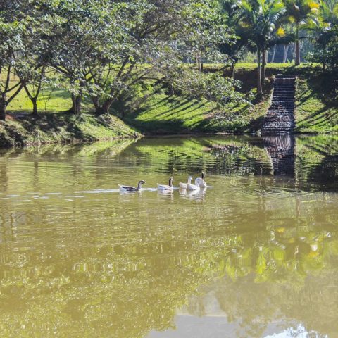 Lago dos Patos